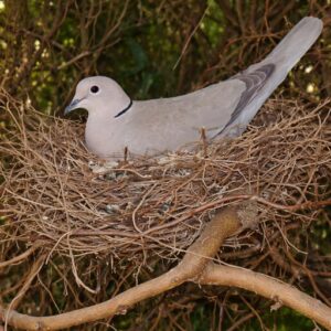 HRDLIČKA ZAHRADNÍ NA HNÍZDĚ