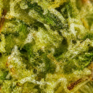 CBD